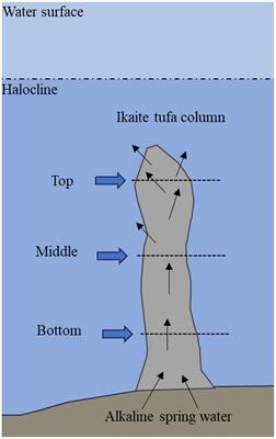 Investigating eukaryotic and prokaryotic diversity and functional potential in the cold and alkaline ikaite columns in Greenland